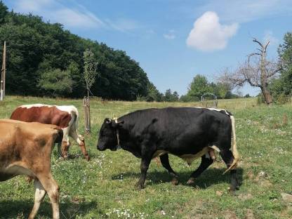 Bild 2:Bio Pinzgauer Stier