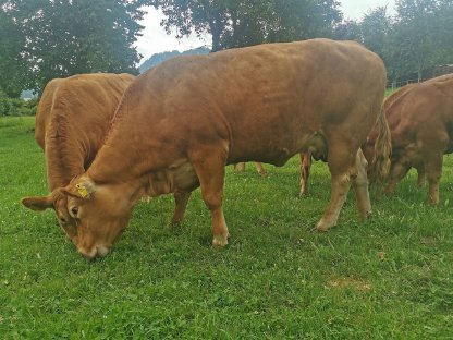 Limousin Kuh Schnäppchen