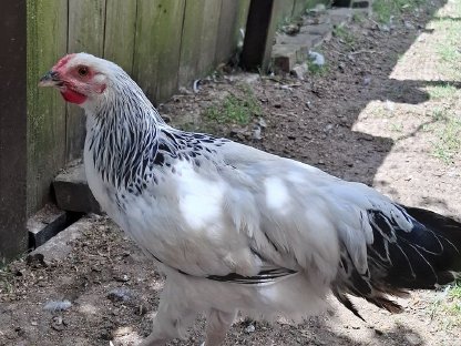 Bild 2:Hähne Deutsches Reichshuhn