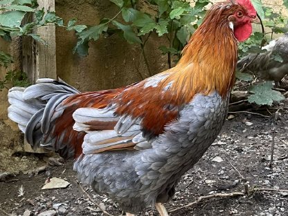 Bild 6:Reinrassige Bio-Junghähne