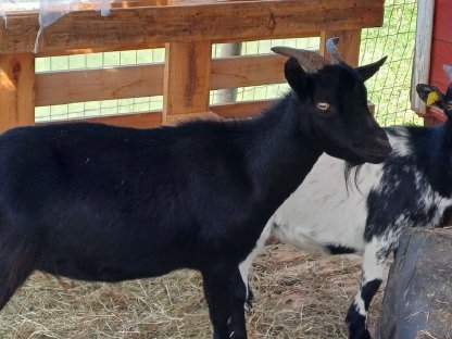 Bild 2:3 Zwergziegen