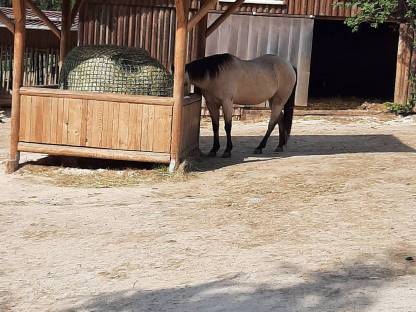 Bild 4:Pferdeeinstellplatz