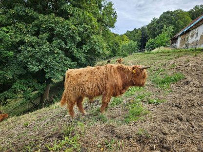 Bild 2:Hochlandrinder-Jungstier