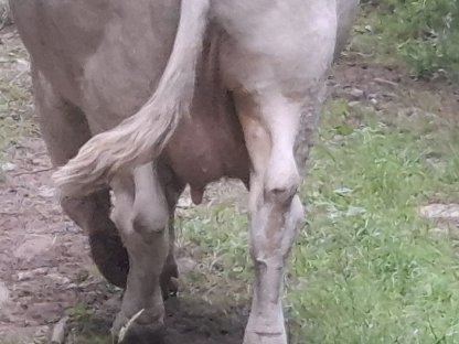 Bio Kuh und Kalbinnen
