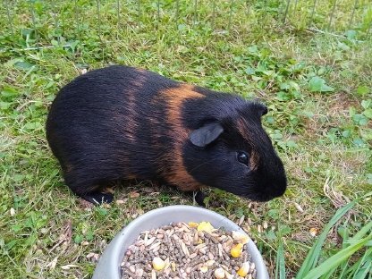 Meerschweinchen Männchen