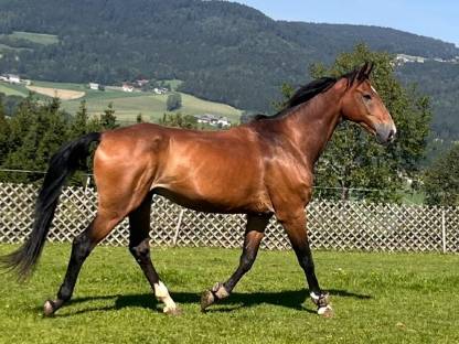 Bild 3:Alibi und Troja