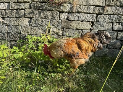 Bild 2:Hahn zu verschenken