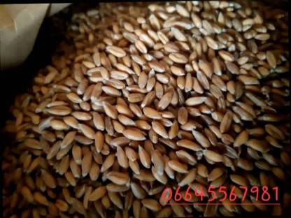 Bild 2:Bio Einkorn und Dinkel entspelzt