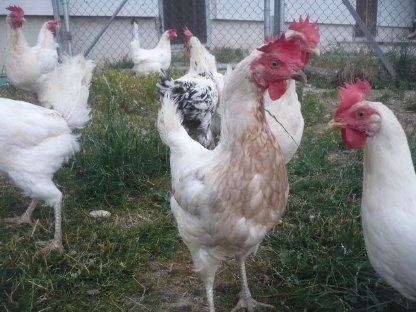 Bild 2:Bio-Althennen zum Weiterlegen