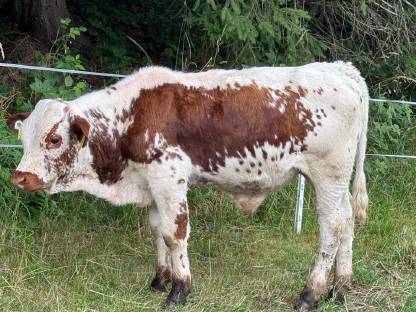 Pustertaler Sprinzen Stierkalb