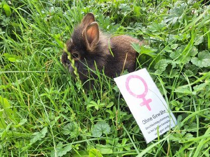 Bild 5:Junge, schöne Zwergkaninchen günstig abzugeben