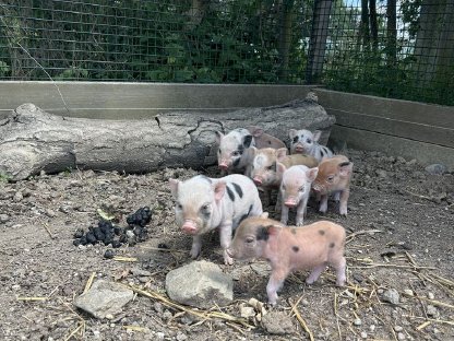 Bild 9:Microschweine