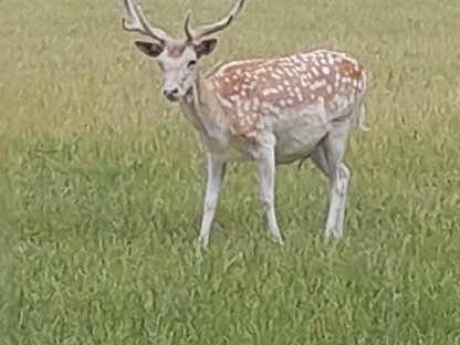 Bild 2:Verkaufen weißen Damhirsch
