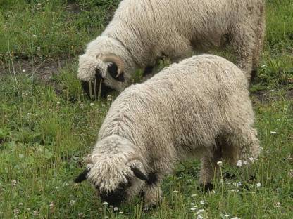Walliser Schwarznasen