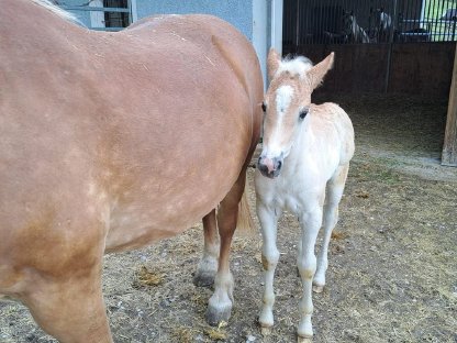 Haflinger Stutfohlen