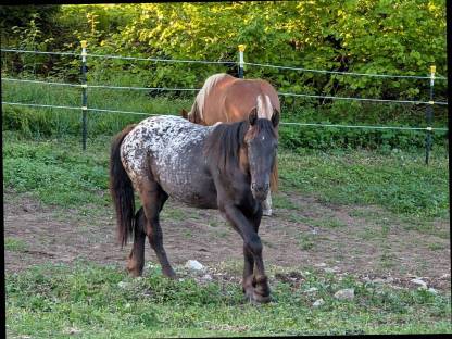 Bild 2:Noriker Stute 2 Jahre