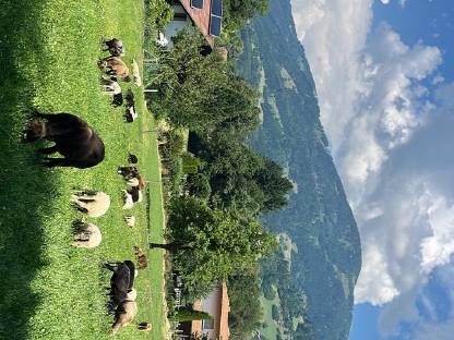 Schafe