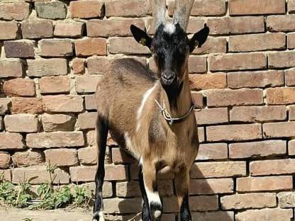 Bild 3:Steirische Scheckenziege Bock gekört IIa