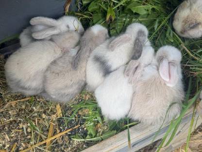 Bild 6:Zwerghase Miniloop Schlappohren Hängeohren