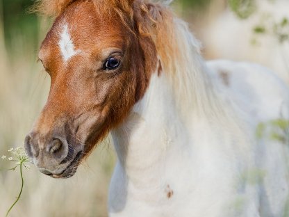 Minishetlandstutfohlen - homozygoter Fuchsschecke, SW Linie
