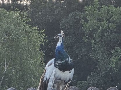 Pfau, Meerschweinchen, Zwergcochin, Enten, Tauben