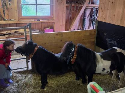 Bild 4:Mini Shetty Ponyhengste