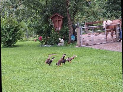 Laufenten