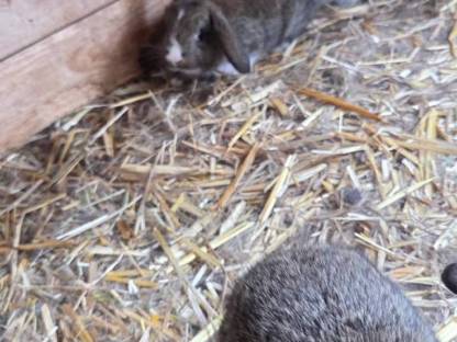 Bild 2:Zwergwidder kaninchen