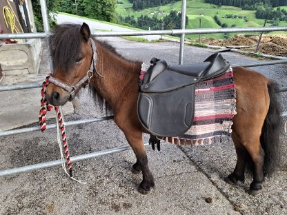 Mini Shetty Stute
