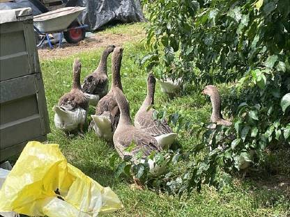 Gänse und Tauben