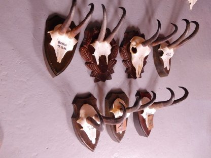 Bild 5:TROPHÄENSAMMLUNG