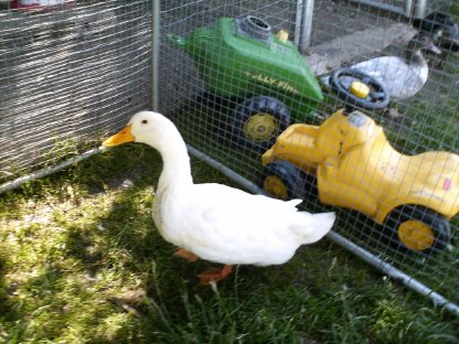 Hähne ,beringt, Ente