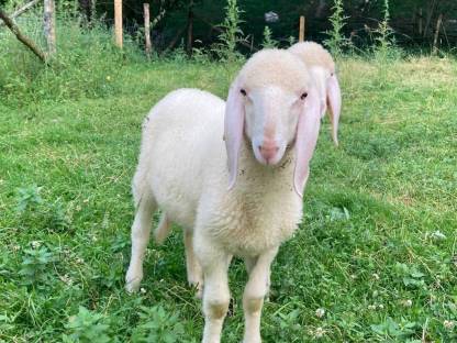 Bild 4:Tiroler Bergschafwidder