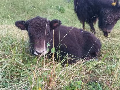 Bild 4:Yaks zu verkaufen