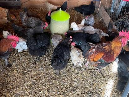 Bild 2:Grünleger, Marans, Mixhennen abzugeben