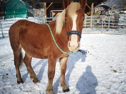 Bild 5:Noriker Wallach 2 Jahre