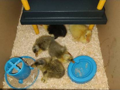 Bild 8:Laufenten Küken