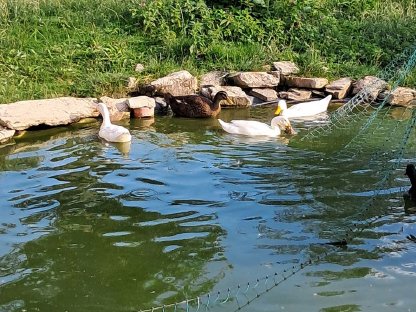 Bild 2:Enten zu verkaufen