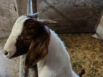 Bild 2:Burenbock und Burenziege