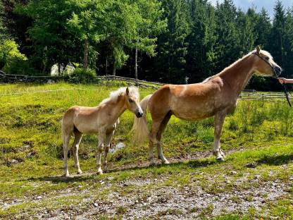 Bild 5:Tiroler Haflingerstute