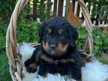 Berner Sennenhund Mischling
