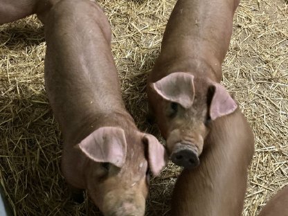 Bild 3:Duroc Ferkel