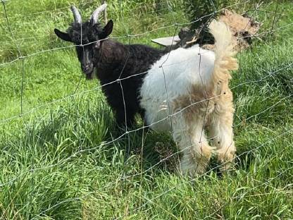 Waliser schwarzhals ziegen bock