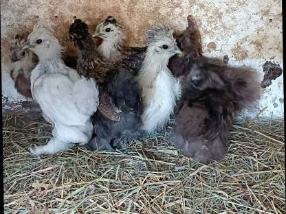 Seidenhuhn Küken