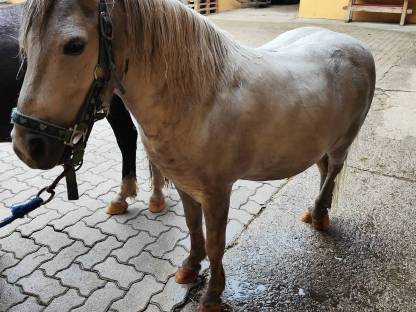 Bild 2:2 Ponys