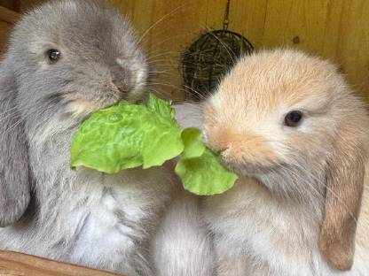 Bild 7:Minilops Zwergwidder