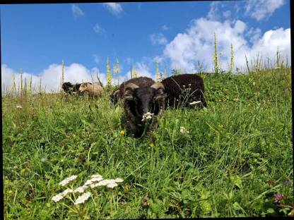 Bild 4:Quessantschafe