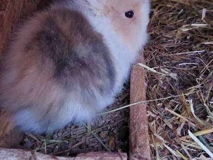 Bild 3:Halb Angora Kaninchen