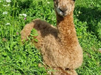 Bild 6:Trächtige Stuten mit Fohlen bei Fuß