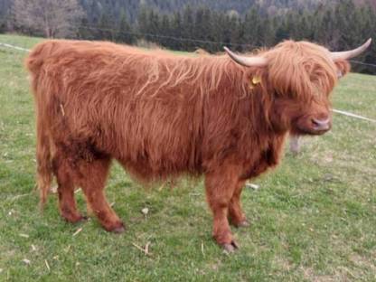 Bild 3:Hochlandrinder Kalbinnen